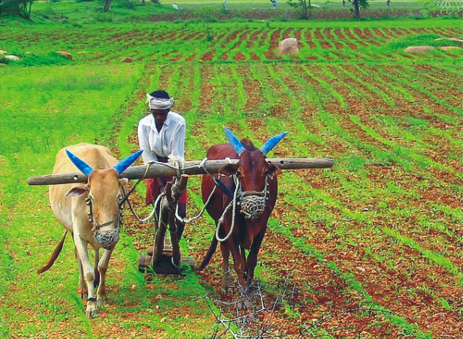 Top News : कहीं आप इस श्रेणी में तो नहीं आते? सावधान रहें, नहीं तो आपको पीएम किसान योजना की 18वीं किस्त नहीं मिलेगी, Breaking News 1