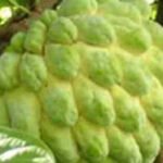 કબજિયાત, એનિમિયા, ડાયાબિટીસ જેવી અનેક બીમારીઓમાં અસરકારક છે સીતાફળ, જાણો તેના ફાયદા