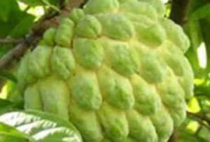 કબજિયાત, એનિમિયા, ડાયાબિટીસ જેવી અનેક બીમારીઓમાં અસરકારક છે સીતાફળ, જાણો તેના ફાયદા